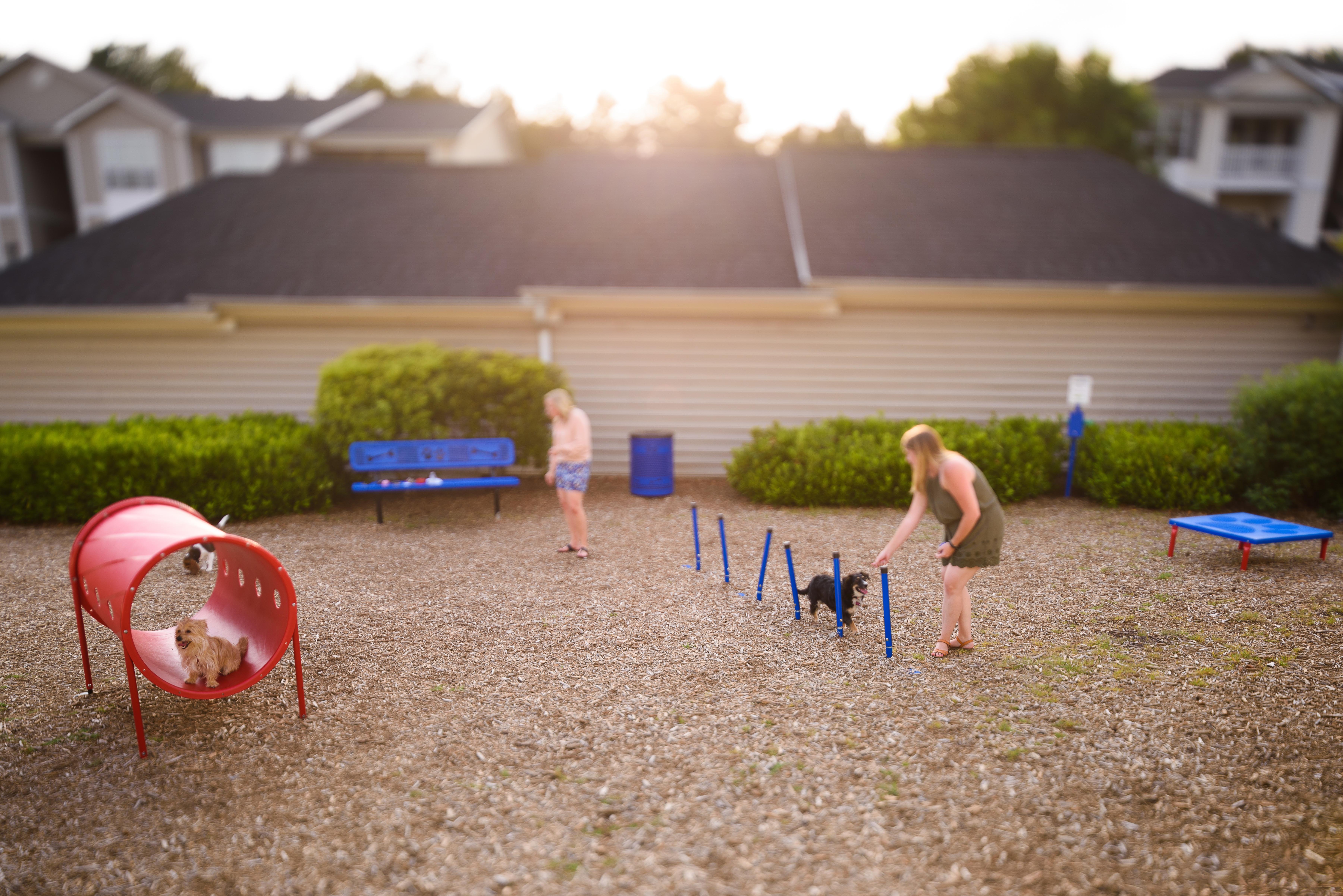 Dog Park Overall Shot