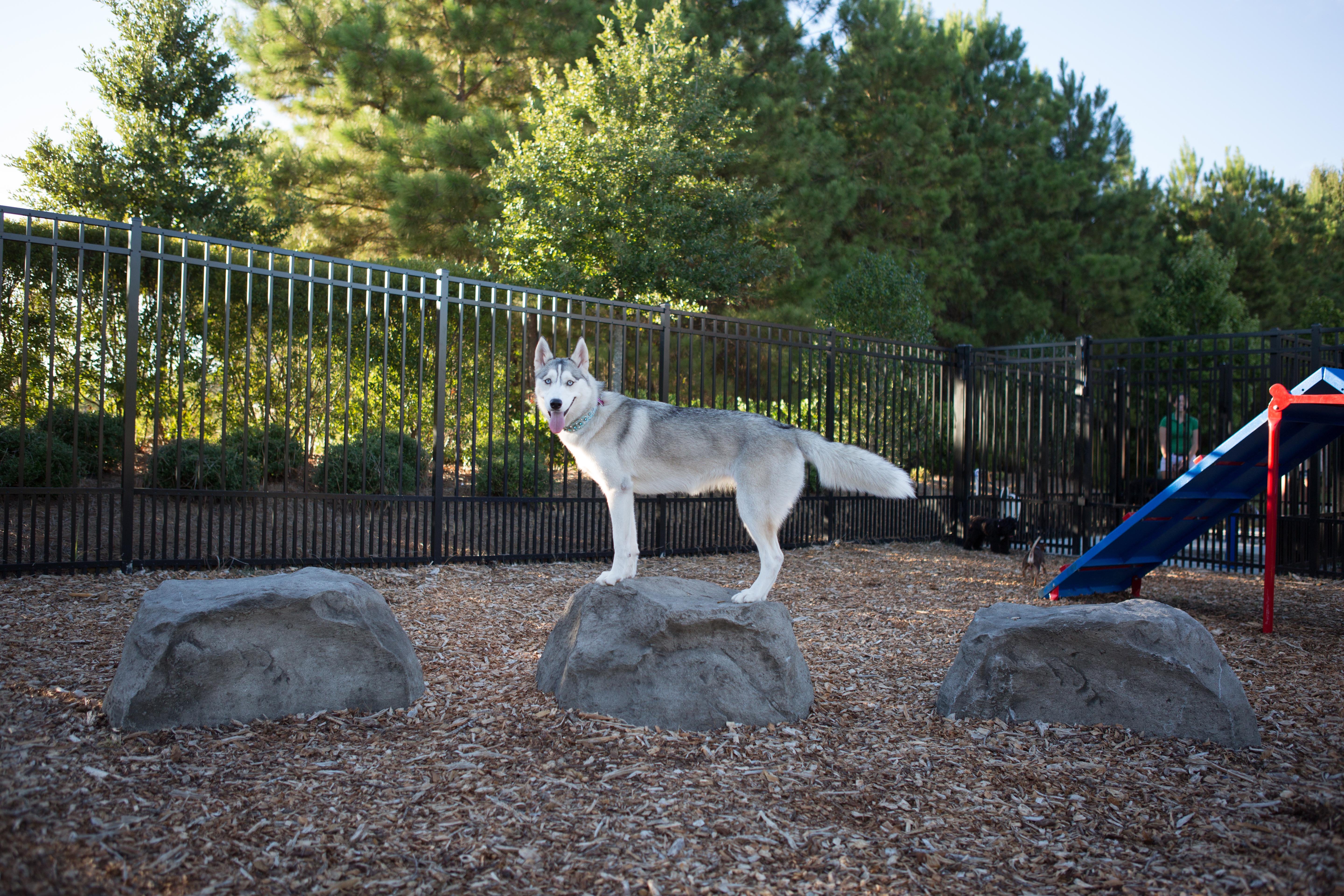 Dog Park US BP Stepping Stones - Lifestyle 1